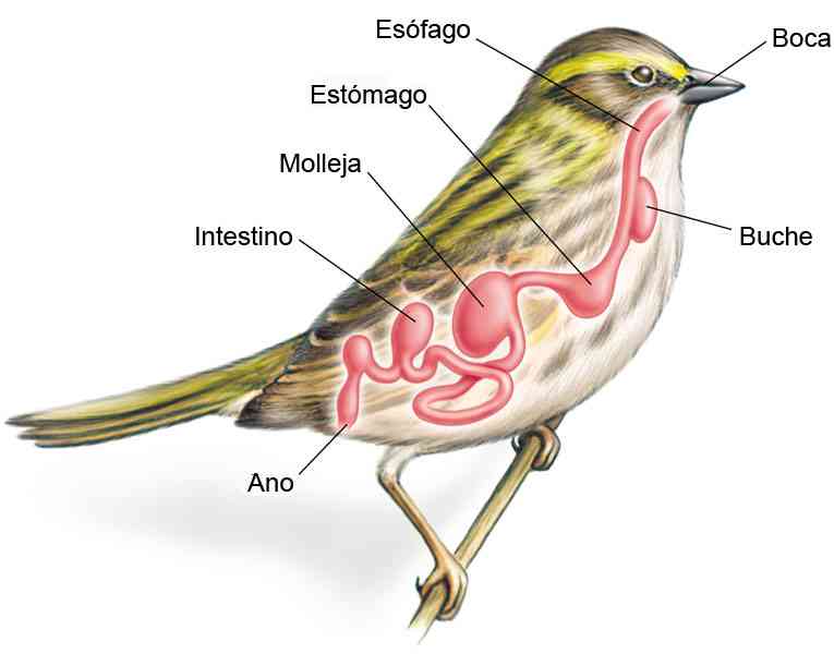 Todo sobre las aves