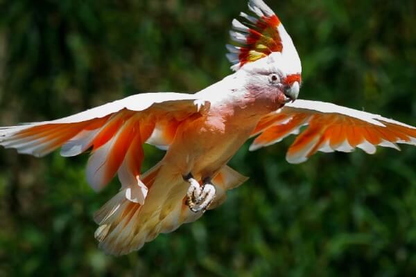 Cacatúa