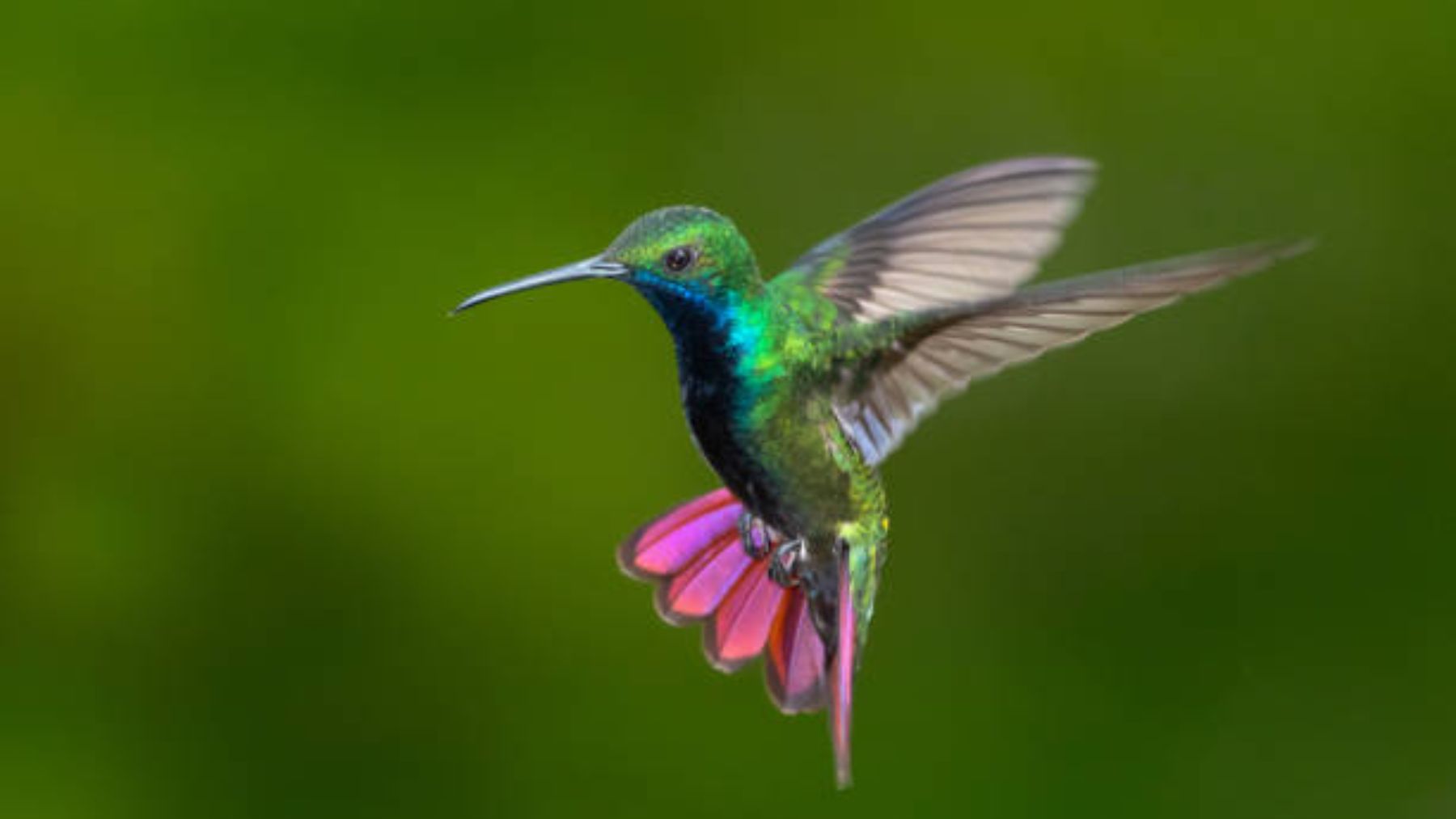 Colibrí
