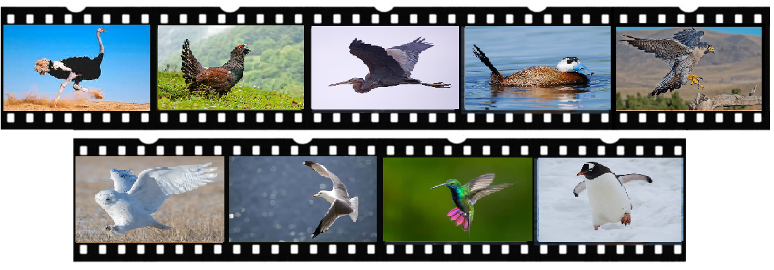 Tipos de aves