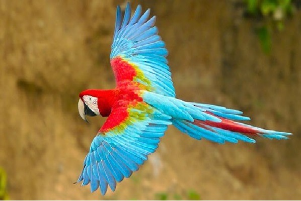 Guacamayo